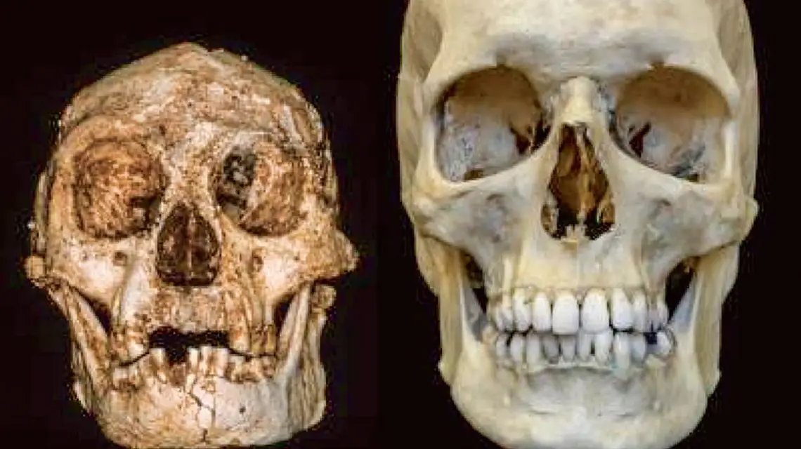 Czaszki Homo floresiensis i Homo sapiens / PROFESSOR PETER BROWN / UNIVERSITY OF NEW ENGLAND