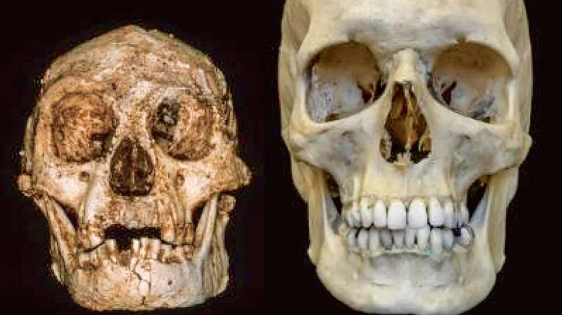 Czaszki Homo floresiensis i Homo sapiens / PROFESSOR PETER BROWN / UNIVERSITY OF NEW ENGLAND