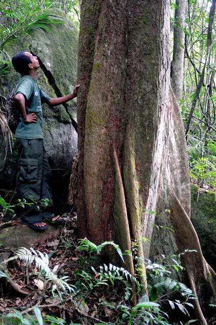 W Parku Narodowym Sinharaja, ostatnim tak dużym siedlisku pierwotnych  lasów tropikalnych na Sri Lance. Dziś lasy te są zagrożone masową wycinką. / FLETCHER & BAYLIS / EAST NEWS