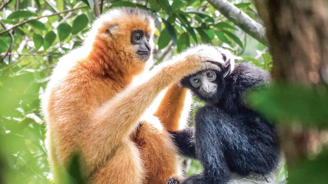  / KADOORIE FARM AND BOTANIC GARDEN / AFP / EAST NEWS