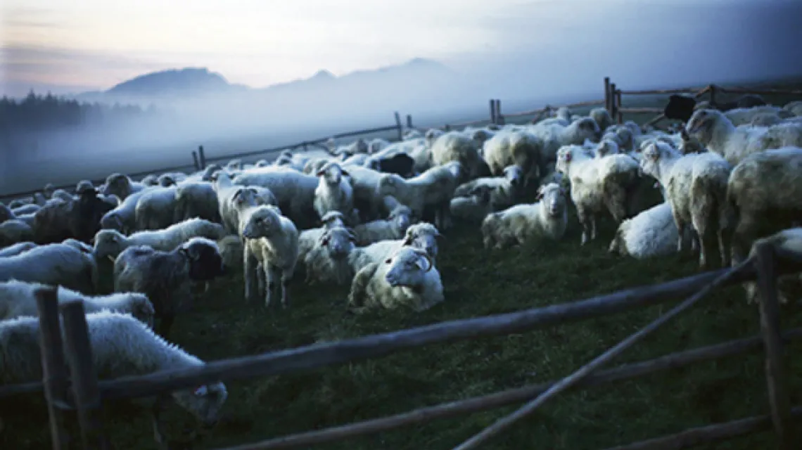 Wypas owiec w okolicach Czorsztyna, maj 2008 r. /fot. Adam Golec / Agencja Gazeta / 