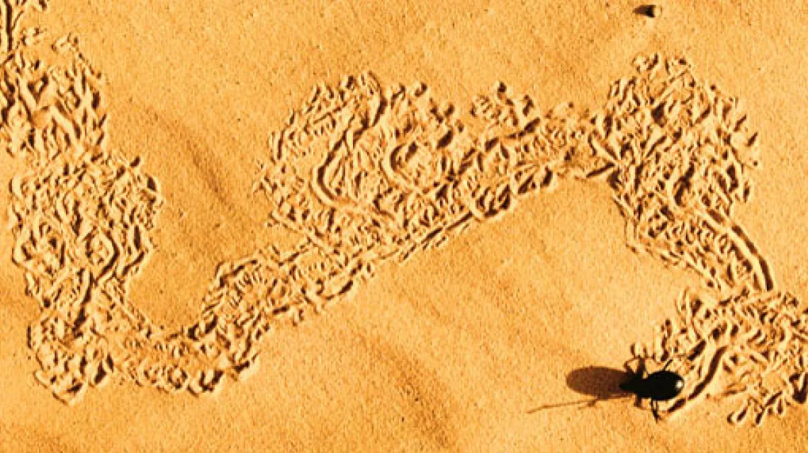 Skarabeusz na Saharze / fot. Corbis / 