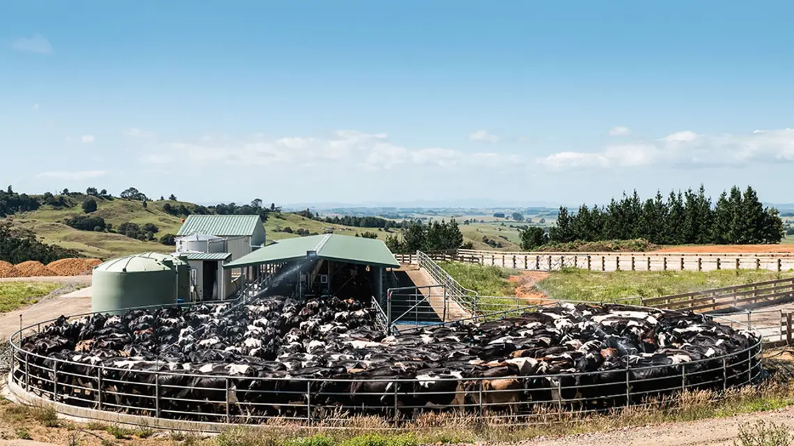 Stado mlecznych krów w Nowej Zelandii na jednej z ferm, 2009 r. / GEORGE CLERK / ISTOCK / GETTY IMAGES