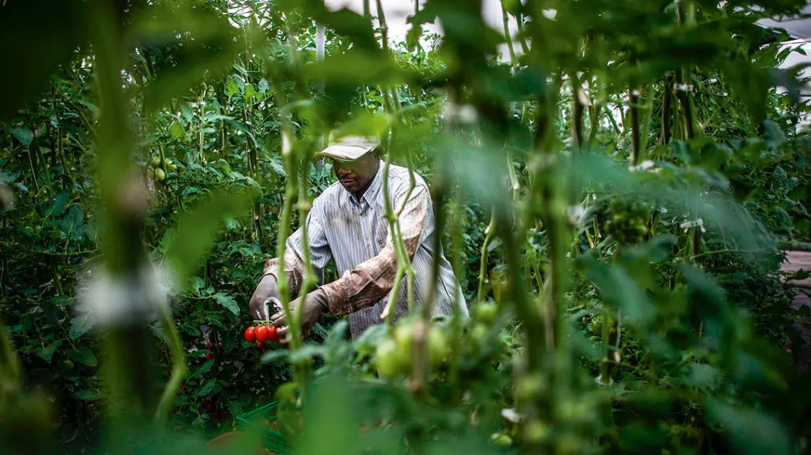 Imigrant z Afryki na plantacji pomidorów w prowincji Almería. Hiszpania, 2013 r. / DAVID RAMOS / BLOOMBERG / GETTY IMAGES