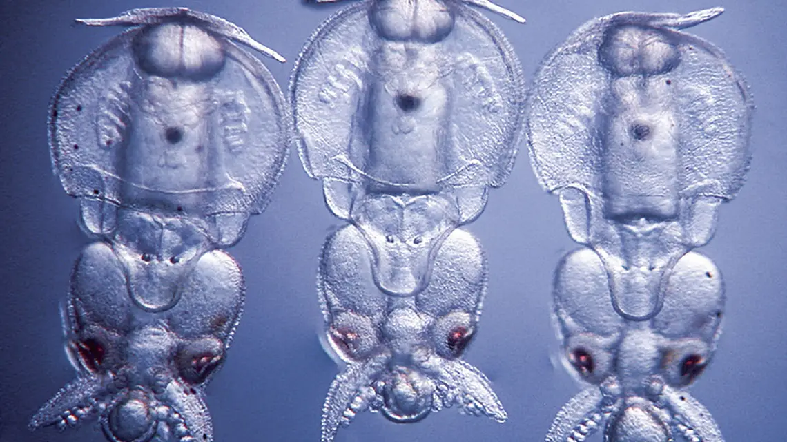  / K. CRAWFORD ET AL., „CURRENT BIOLOGY”