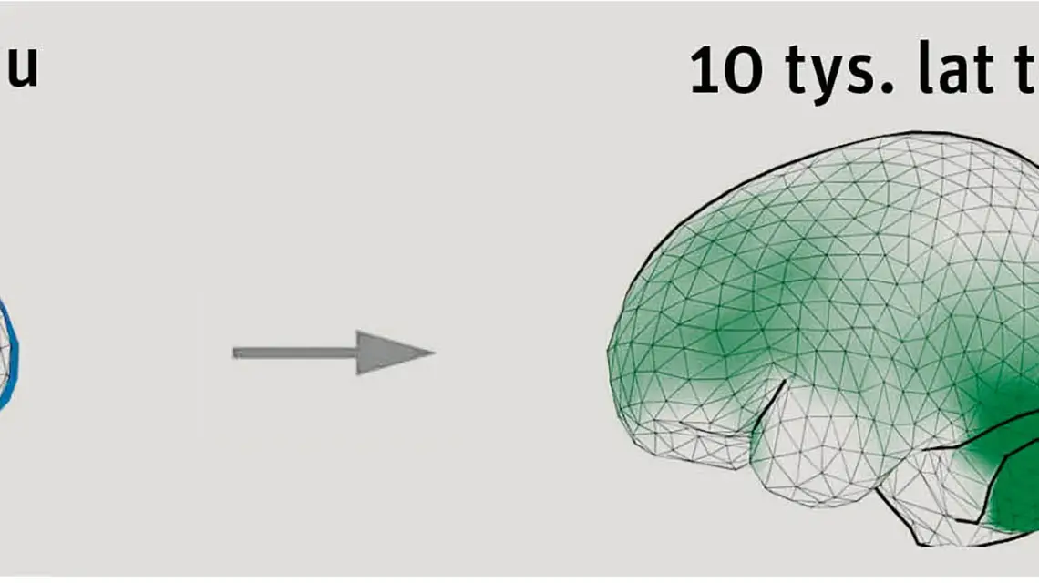 Na ciemno zaznaczono obszary mózgu, których rozmiar się zmienił / SCIENCE JOURNALS — AAAS