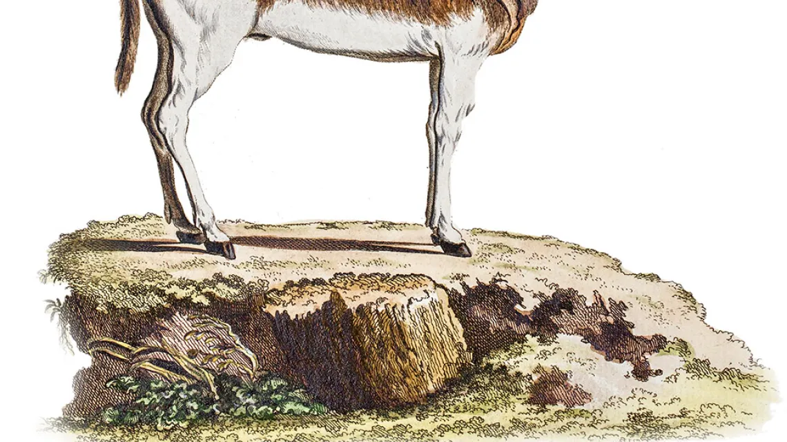 Zebra kwagga na ilustracji Christiana von Schrebera (1883 r.). Ten podgatunek zebry stepowej wymarł w XIX w. Od 1987 r. trwają próby odtworzenia jej cech feno­typowych metodami selekcji hodowlanej. / PAUL D. STEWART / EAST NEWS