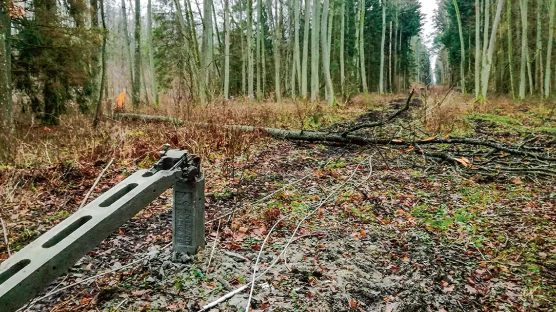 Linia energetyczna w okolicach Gnilca. Padające drzewa zrywały ją od wielu lat, grudzień 2019 r. / MICHAŁ KSIĄŻEK