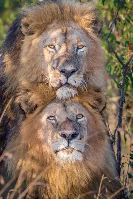Para lwów sfotografowana w rezerwacie Masai Mara, Kenia, sierpień 2017 r. / PAUL GOLDSTEIN / COVER IMAGES / EAST NEWS