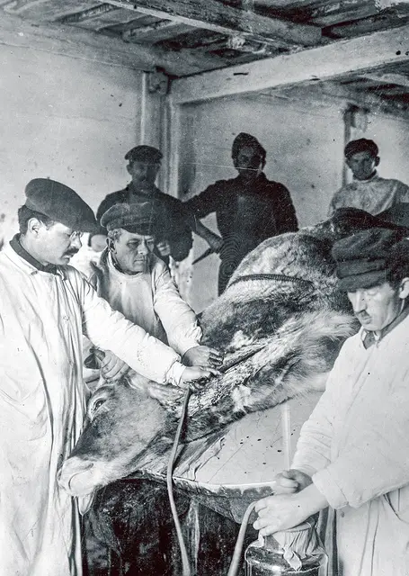 Pobieranie krwi w Państwowym Instytucie Naukowym Gospodarstwa Wiejskiego w Puławach, 1929 r. / NAC