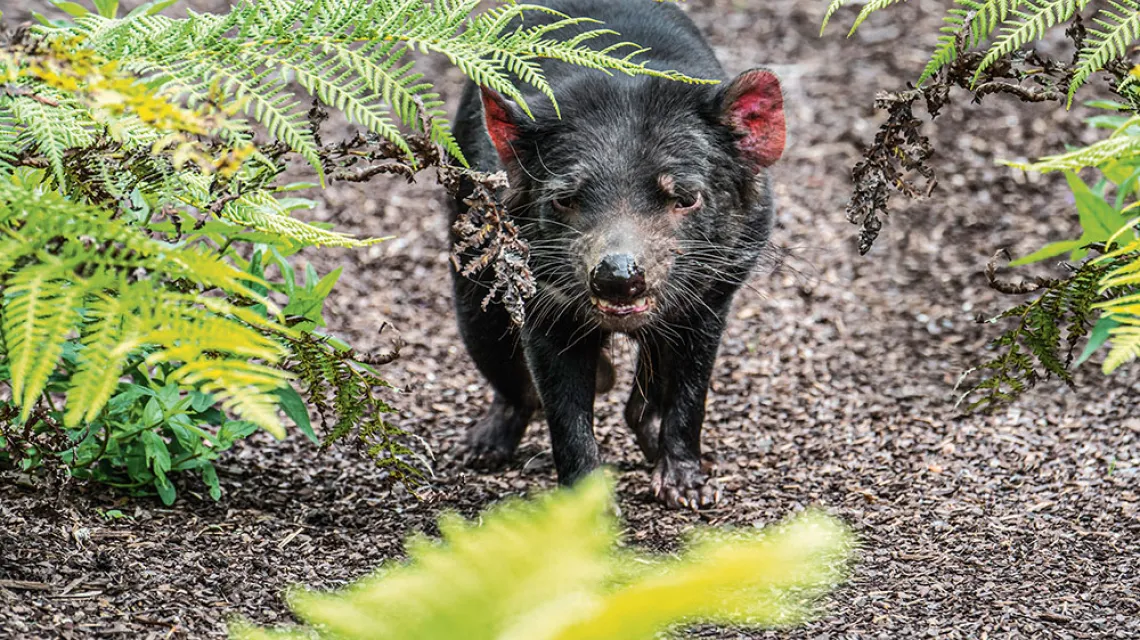 Diabły tasmańskie słyną z agresywnych zachowań. Ułatwiają one transmisję nowotworu. / ARTERRA / GETTY IMAGES
