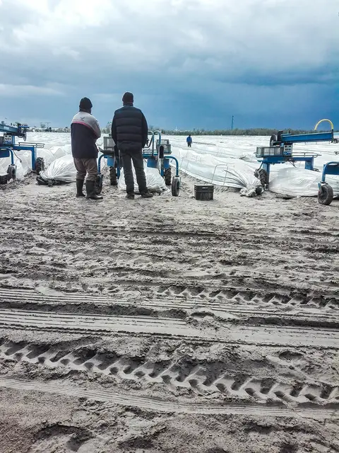 Pracownicy sezonowi na polu szparagów w Brandenburgii. Niemcy, maj 2021 r. / ŁUKASZ GRAJEWSKI