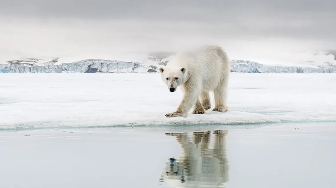Młody samiec polujący samotnie na lodzie. Jeśli się mu nie powiedzie, starsze niedźwiedzie mogą podzielić się z nim jedzeniem. Spitsbergen, Norwegia, czerwiec 2016 r. / ROY MANGERSNES / BE&W