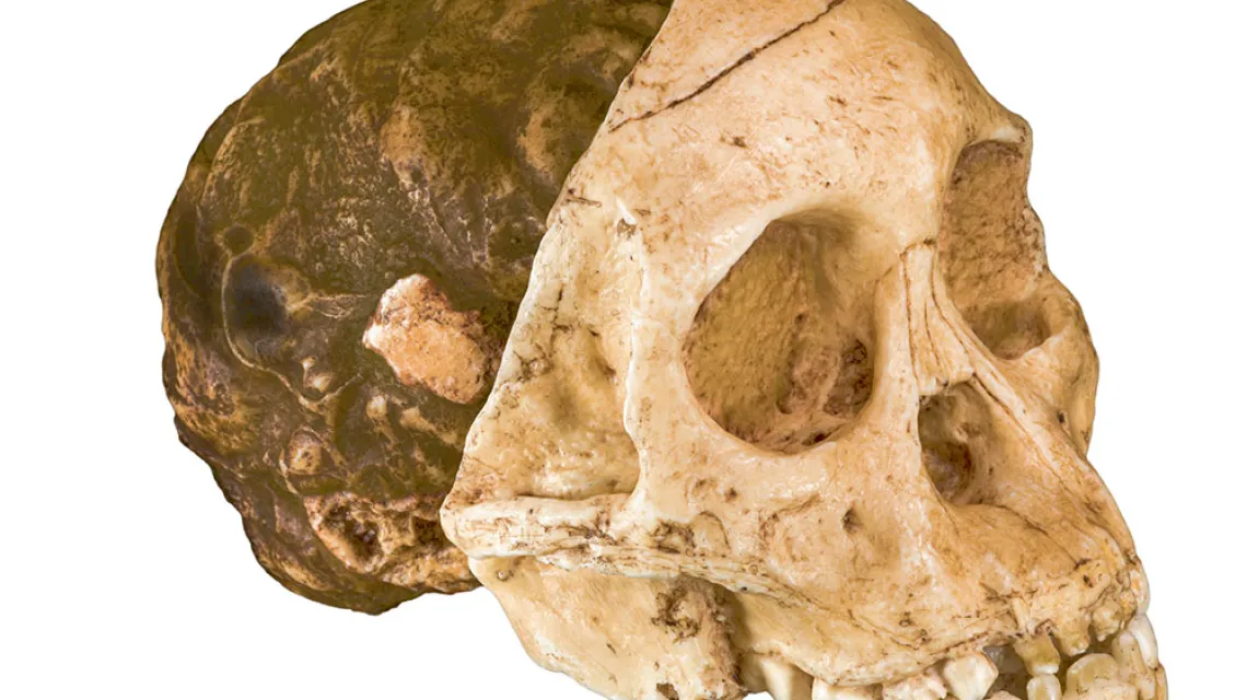 Dziecko z Taung – odlew czaszki A. africanus opisanej przez Raymonda Darta. / DIDIER DESCOUENS