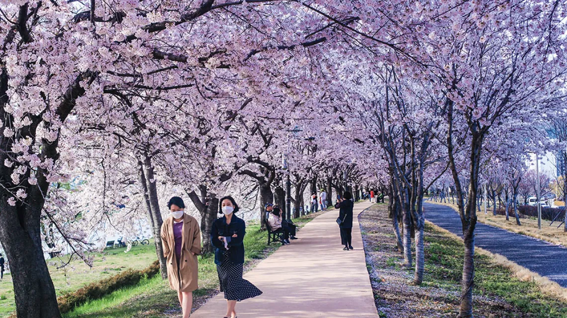 Podczas Święta Kwitnącej Wiśni Koreańczycy chętnie spacerowali w otoczeniu natury. Jeonju, Korea Południowa, 31 marca 2020 r. / ROMAN HUSARSKI / ROMAN HUSARSKI