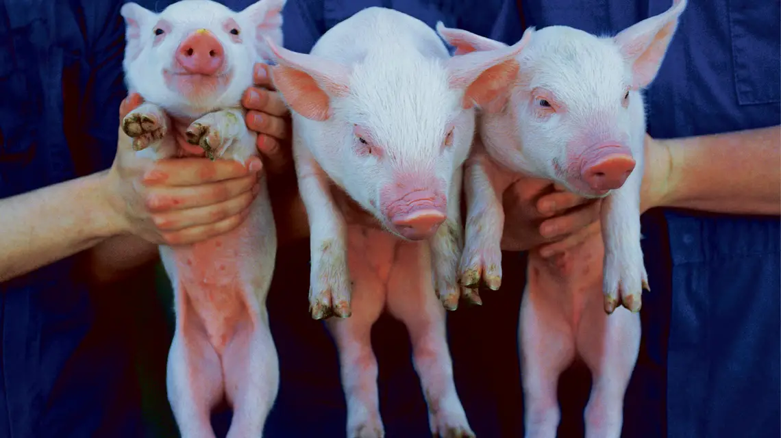 fot. Karen Kasmauski / Corbis / 