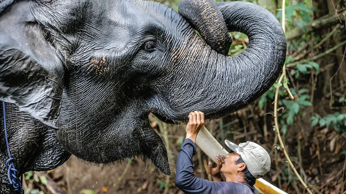 Słoń sumatrzański podczas kąpieli pod opieką pracownika organizacji ekologicznej. Park Narodowy Way Kambas, Lampung, Indonezja. Lipiec 2017 r. / ANDREW GAL / NURPHOTO / GETTY IMAGES