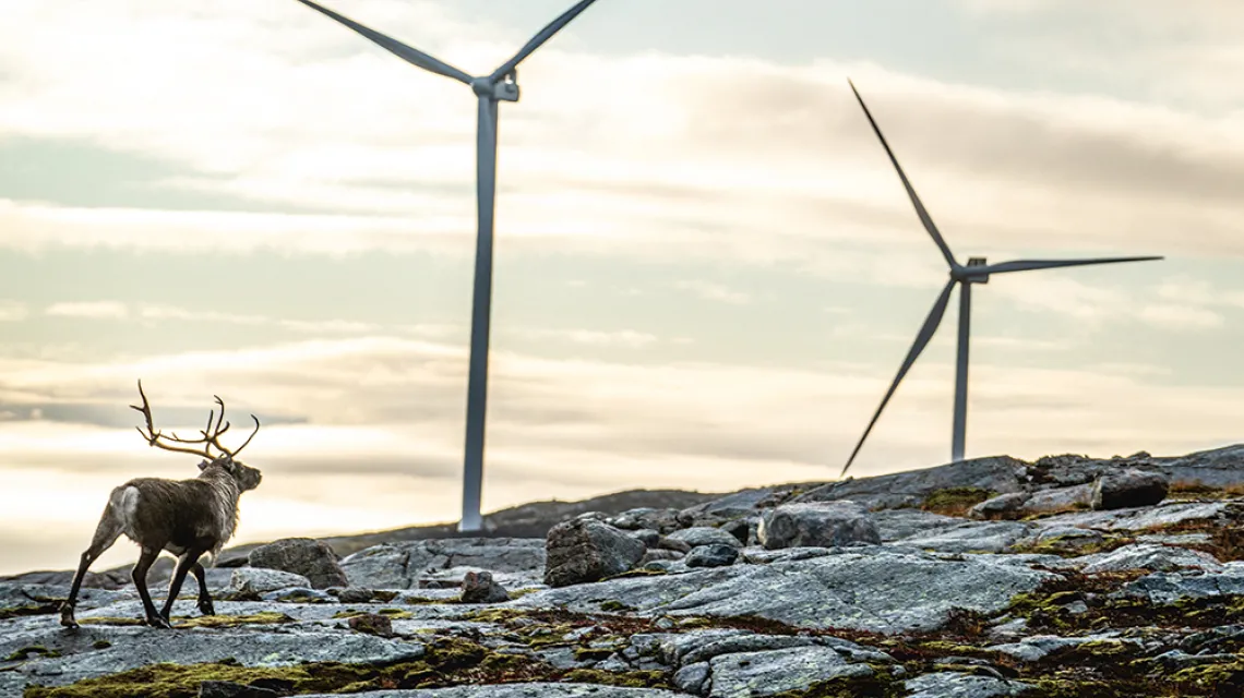 To precedensowy wyrok: norweski Sąd Najwyższy uznał niedawno, że wielka farma wiatrowa w Storheia narusza prawa rdzennej ludności. Na zdjęciu: renifer obok turbin wiatrowych w Storheia, 13 października 2020 r. / HEIKO JUNGE / AFP / EAST NEWS