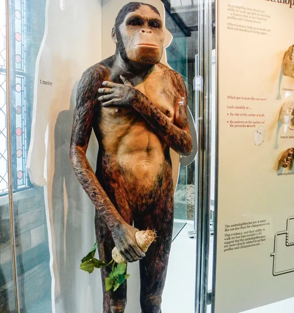Paranthropus – rekonstrukcja w Muzeum Historii Naturalnej w Londynie.  / DOMENA PUBLICZNA / WIKIMEDIA