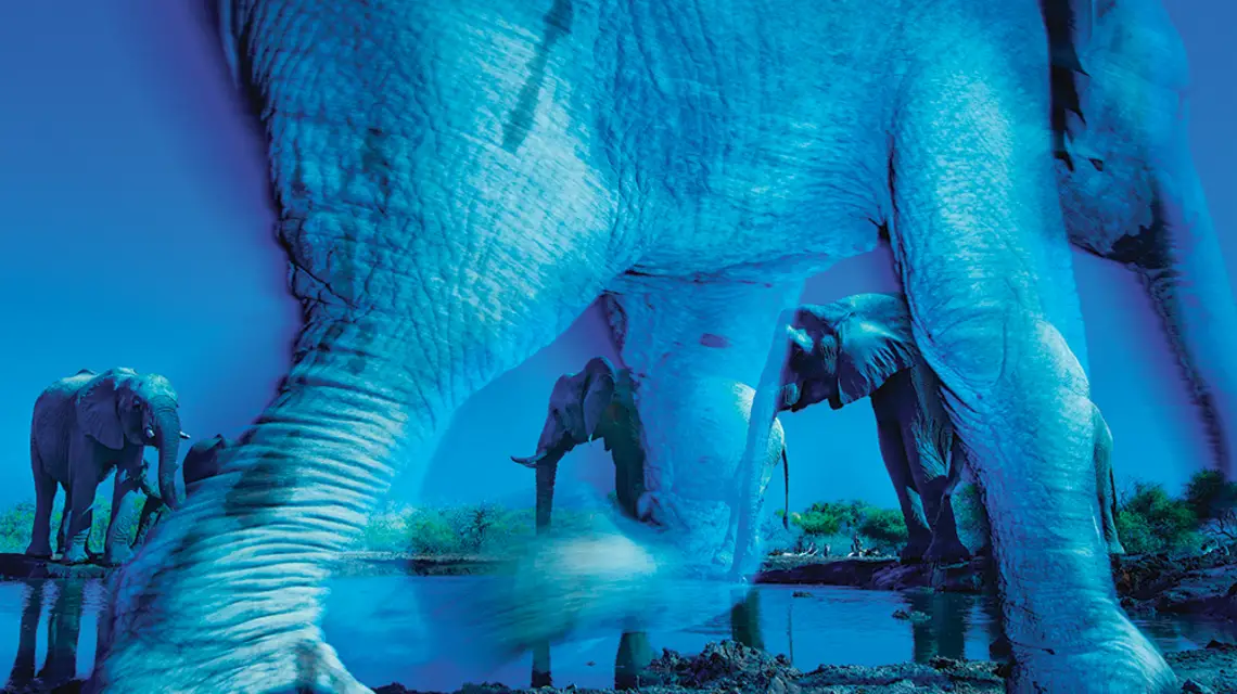 Słonie gustują w owocach z drzewa marula, używanych do produkcji alkoholu, ale wolą świeże owoce od sfermentowanych. Botswana, 2017 r. / GREG DU TOIT / FUTURE PUBLISHING / GETTY IMAGES