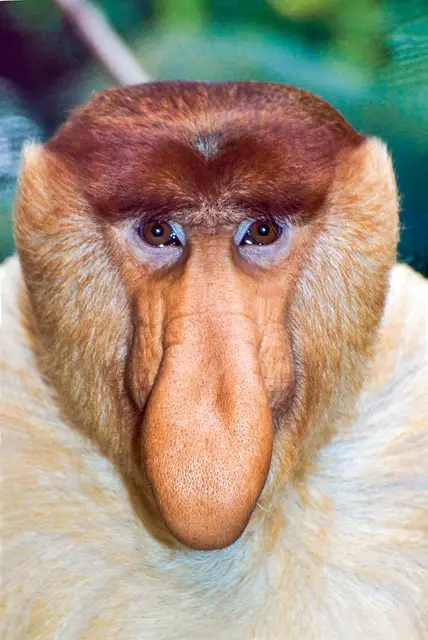 Samiec nosacza sundajskiego (Nasalis larvatus) / EAST NEWS