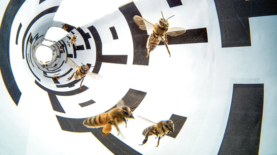 Pokonaną w locie odległość pszczoły oceniają m.in. na podstawie obserwowanych elementów środowiska. Umieszczając je w tunelach z gęstszymi wzorami można sprawić, by wydawało im się, że przemierzyły dłuższy dystans (i odpowiednio komunikowały to tańce / ERIC TOURNERET / BIOSPHOTO / EAST NEWS