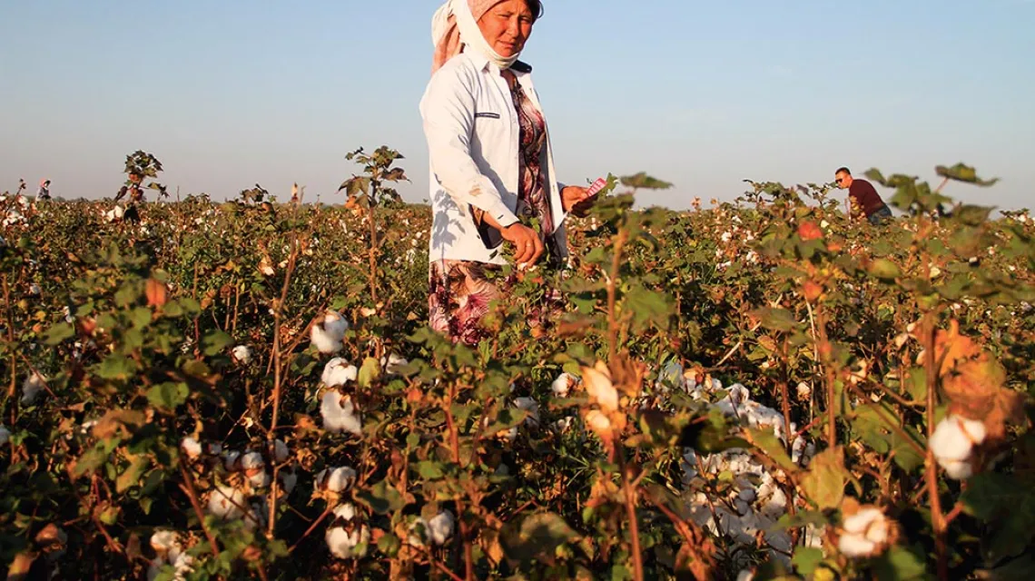 Zbiory bawełny w miasteczku Buka  w regionie taszkienckim. Uzbekistan, 2019 r. / AGNIESZKA PIKULICKA-WILCZEWSKA