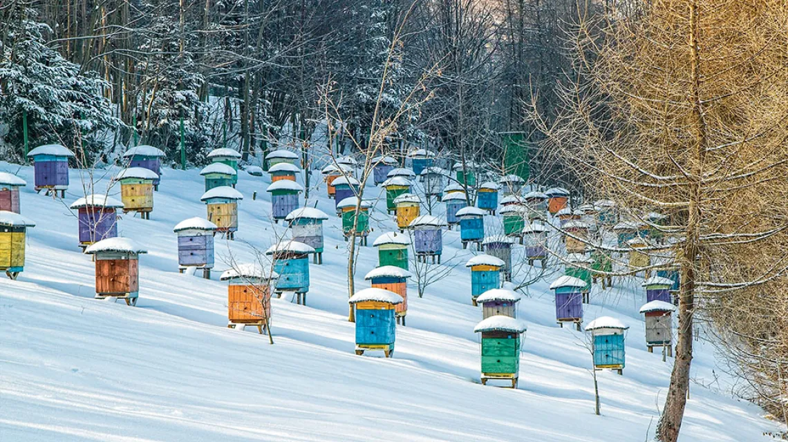 Zimą u pszczół miodnych królowa  przestaje składać jaja. Opiekują się nią wtedy robotnice, które przyszły na świat jesienią, żyjące znacznie dłużej  niż ich siostry urodzone w lecie. / ADOBE STOCK