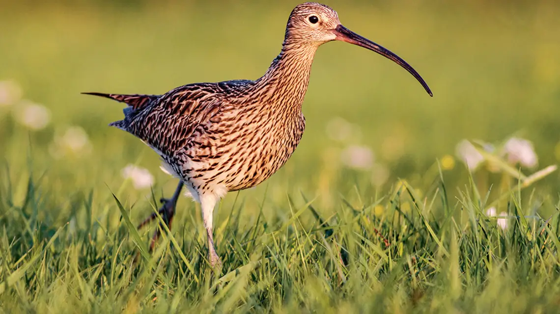  / KRZYSZTOF NAWROCKI / MAT. PRASOWE