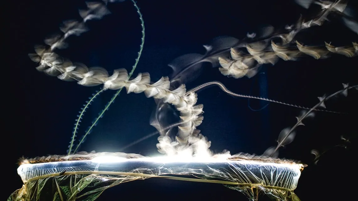 Zdjęcie poklatkowe przedstawiające lot motyli przyciąganych jasnym światłem / JEFF J DALY / ALAMY / BEW