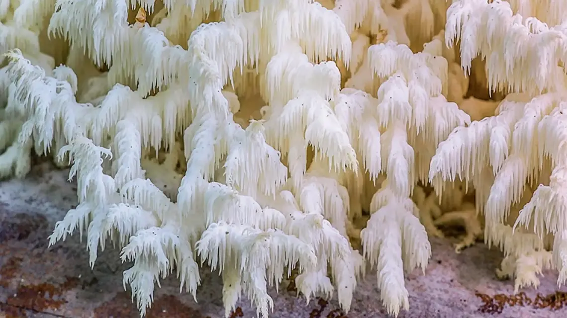 Soplówka bukowa (Hericium coralloides) / HENRI KOSKINEN / ALAMY STOCK / BEW