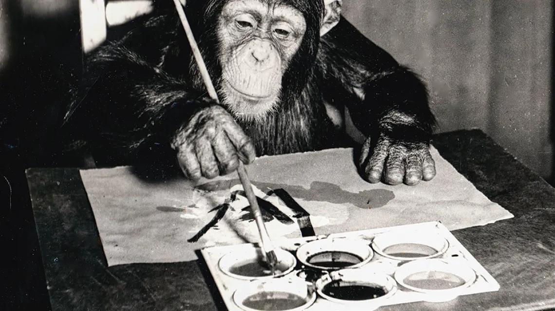 Szympans Congo maluje obraz w londyńskim zoo. 1958 r. /  / WORLD HISTORY ARCHIVE / B&EW