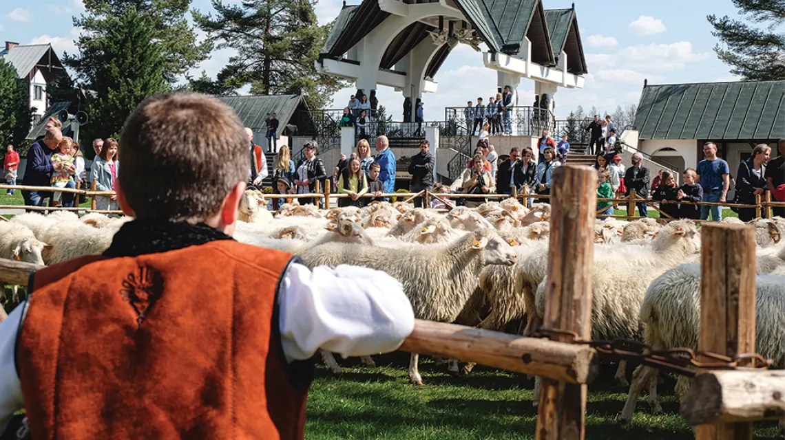 Owce w bazylice Wniebowzięcia Najświętszej Marii Panny w Ludźmierzu / JACEK TARAN