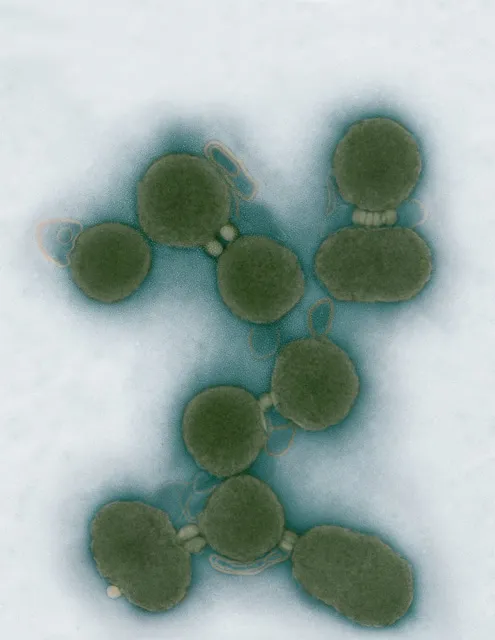 Komórki ze sztucznym DNA stworzone przez Craiga Ventera / fot. Craig Venter Institute / PAP / 