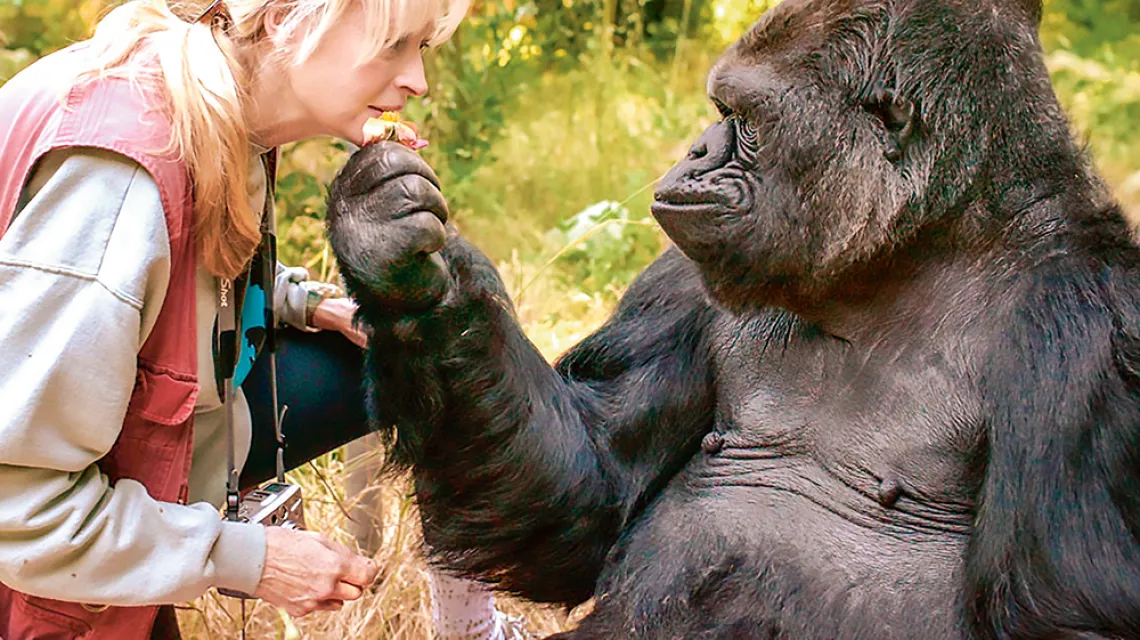 Koko i dr Francine Patterson / THE GORILLA FOUNDATION / AFP / EAST NEWS