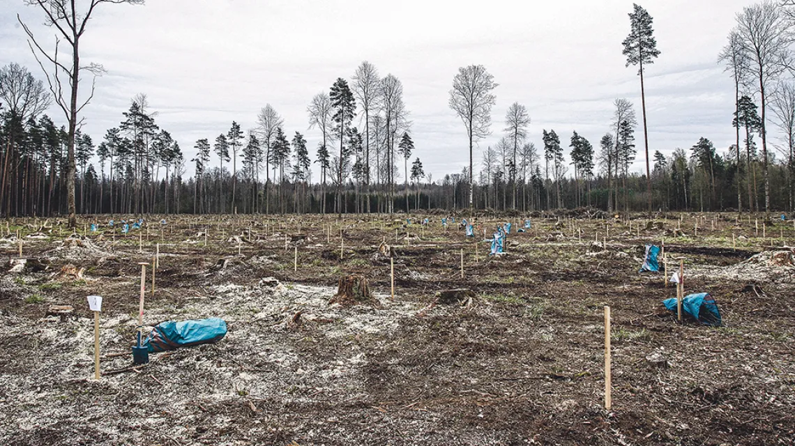 Na terenie nadleśnictwa Browsk Ministerstwo Środowiska zorganizowało akcję sadzenia drzew / Artur Reszko / PAP