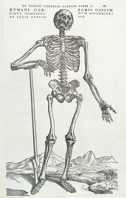 Rycina z dzieła Wesaliusza „De humani corporis fabrica”, 1543 r. /  / WELLCOME LIBRARY / LONDON