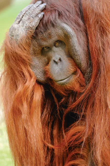 Orangutany stanowią dla hipotezy mózgu społecznego niewygodny problem: mają duże mózgi, ale żyją w samotności. / AGEFOTOSTOCK / ALAMY STOCK PHOTO / BEW