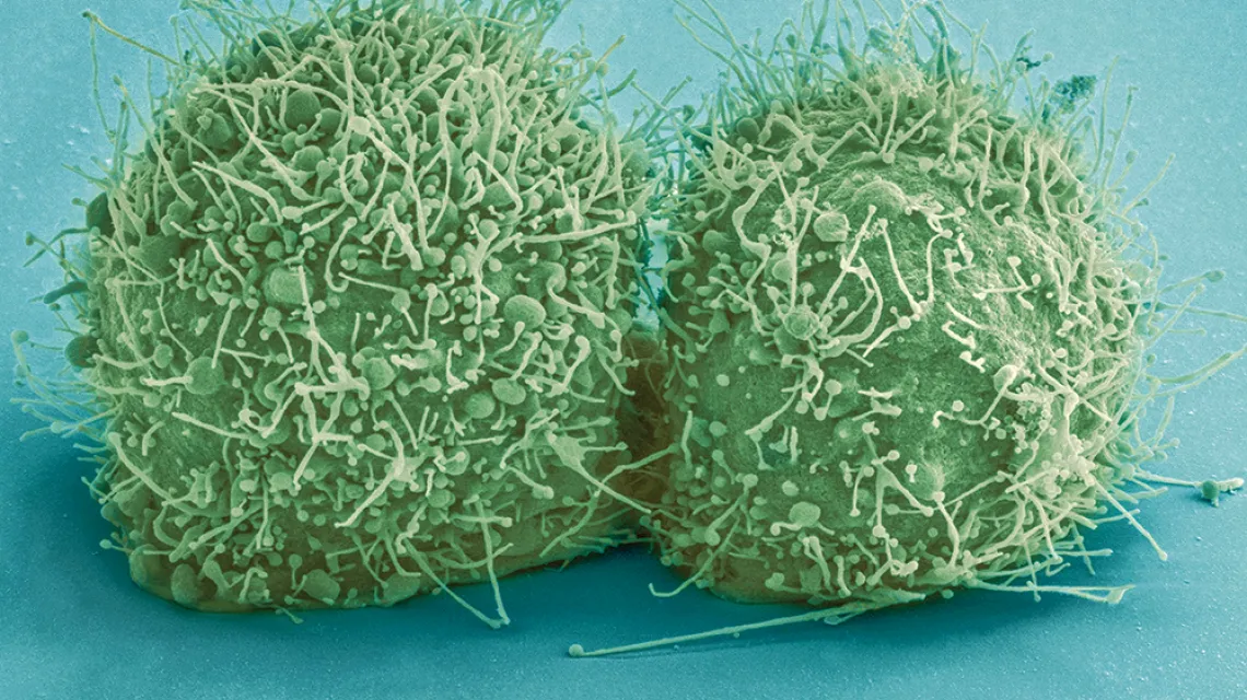 Komórki z linii HeLa, krótko po podziale. National Center for Microscopy and Imaging Research, USA. / EAST NEWS