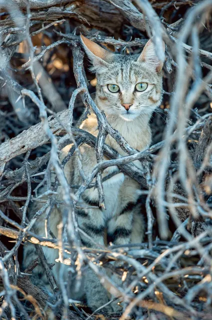Koty nubijskie występują na wolności  niemal we wszystkich afrykańskich  ekosystemach oraz w części Azji.  Zdjęcie z Kgalagadi Transfrontier Park  na terenie RPA. / TONY CAMACHO / EAST NEWS