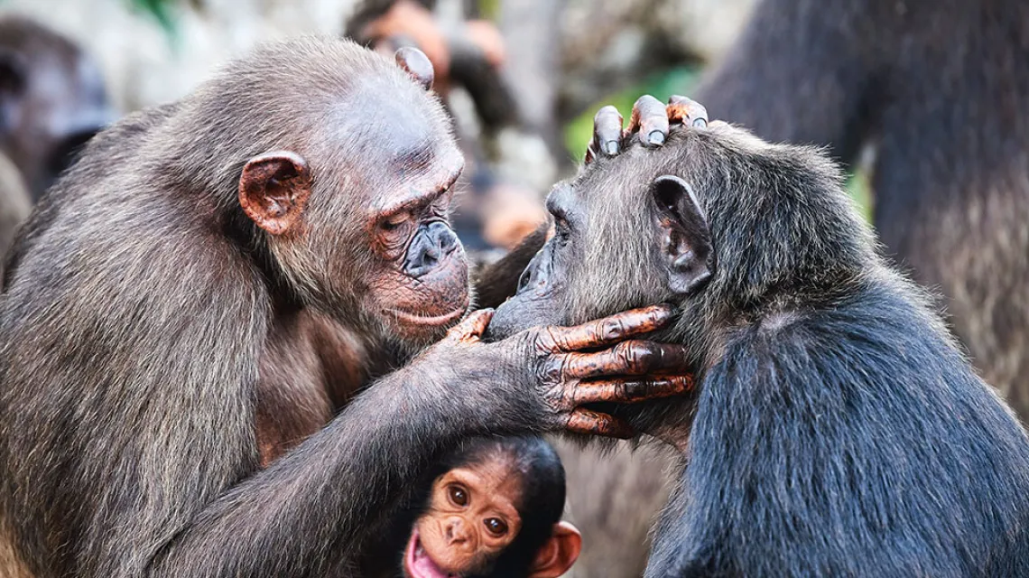 Rodzina szympansów w Narodowym Parku Conkouati-Douli w Kongu. / ERIC BACCEGA / B&EW