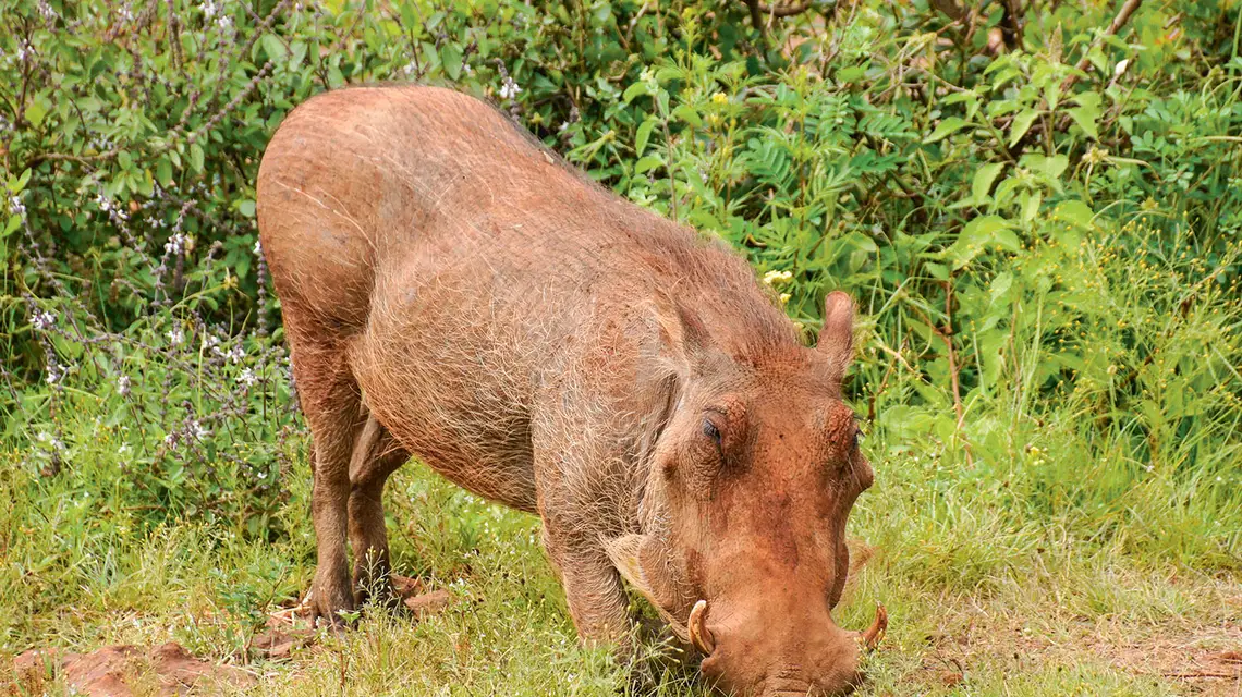 Guźce potrafią dokopać się do wód gruntowych / MICHELE BURGESS / ALAMY / B&EW