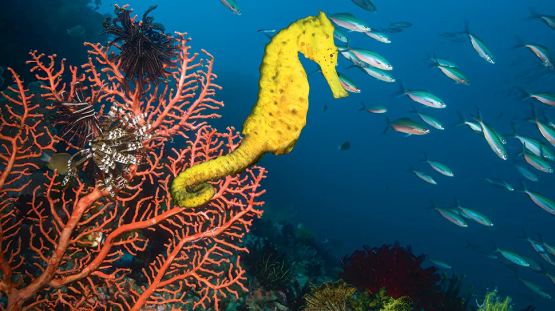 Konik morski Hippocampus taeniopterus na rafie koralowej w pobliżu Indonezji. / GEORGETTE DOUWMA / GETTY IMAGES