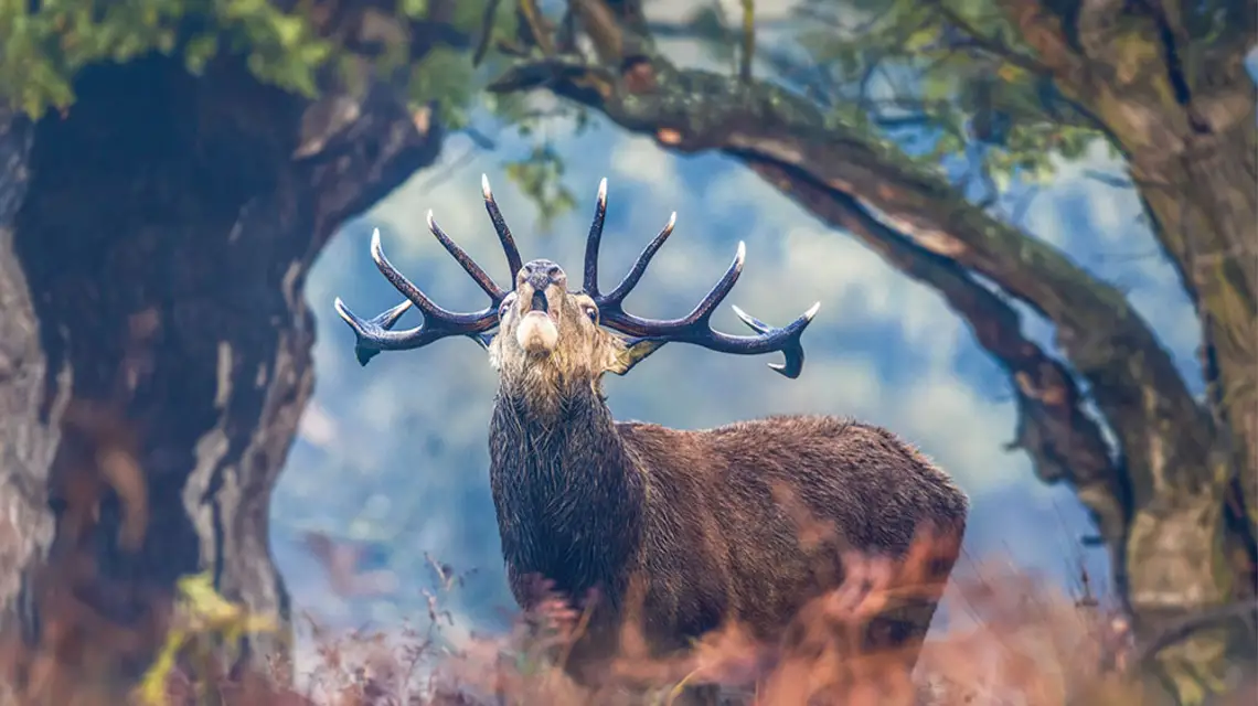 Rykowisko: samiec jelenia szlachetnego reklamuje się przed łaniami. / KRIS / ADOBE STOCK