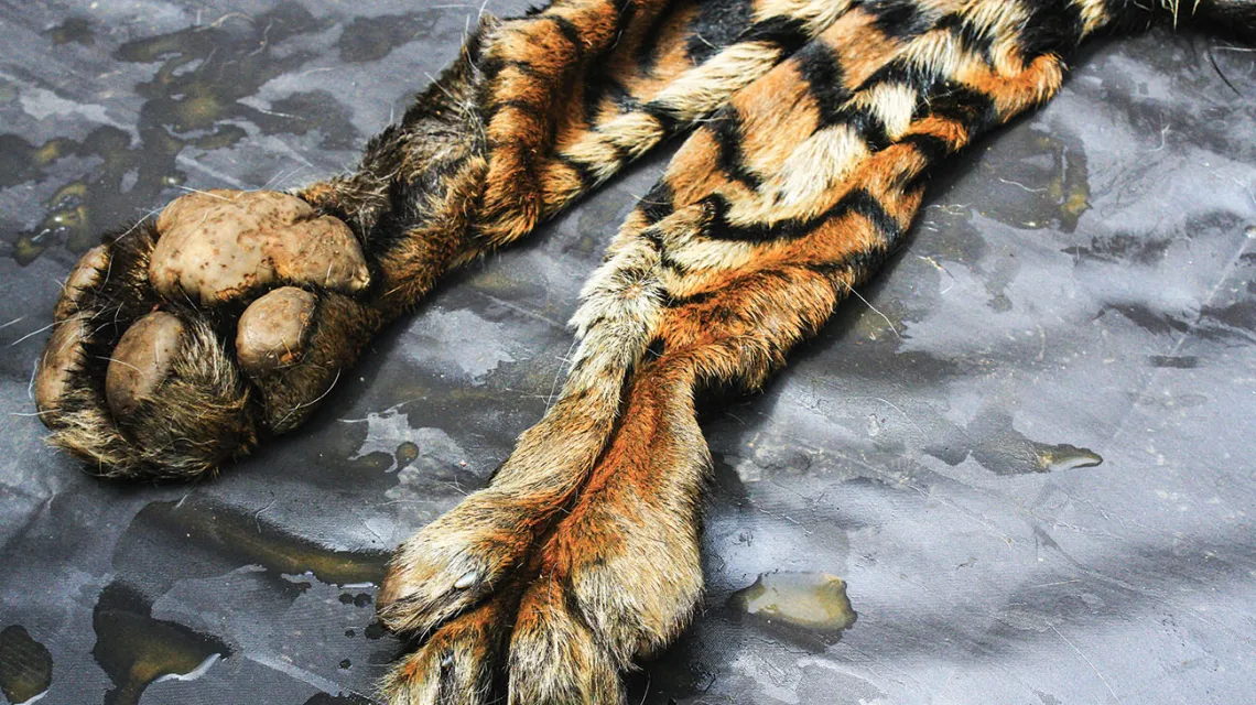 Indonezyjska policja prezentuje skórę tygrysa sumatrzańskiego, zabitego przez kłusowników. Północna Sumatra, Indonezja, październik 2016 r. / JEFTA / BARCROFT IMAGES / GETTY IMAGES