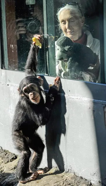 Jane Goodall i Sule, młoda szympansica w Taronga Zoo, Sydney 2011 r. / GREG WOOD / AFP / EAST NEWS