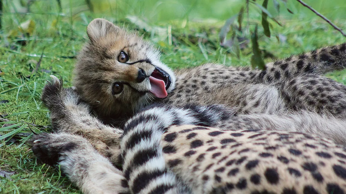 Młody gepard z mamą / SABSART / PIXABAY