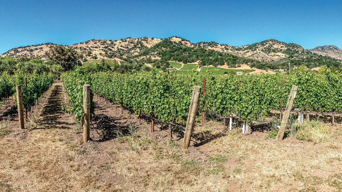Winnice w Napa Valley, Kalifornia / BARRY ROSS / PIXABAY.COM