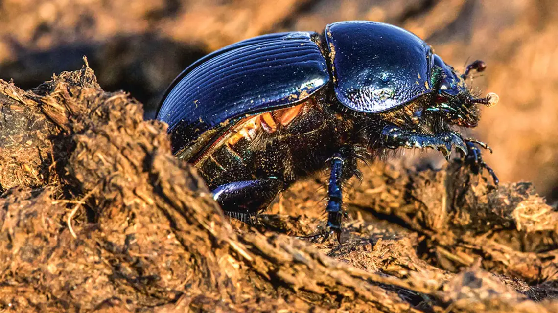 Żuk gnojowy (Geotrupes stercorarius) – jeden z ponad 350 tys. opisanych gatunków chrząszczy. / VIESTURS LARMANIS / ALAMY / BE&W