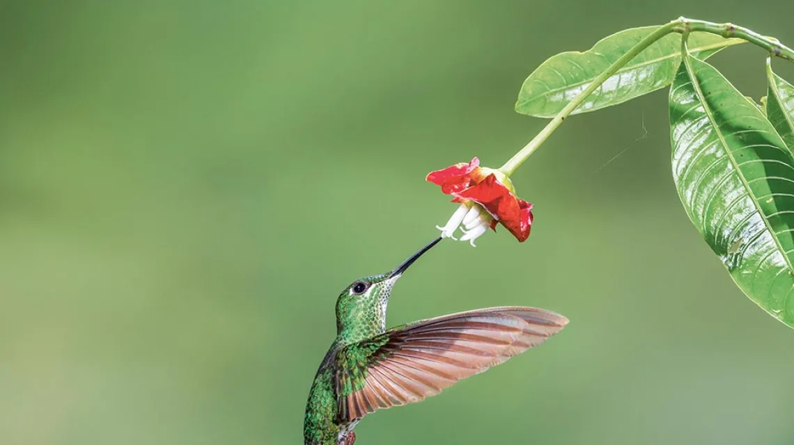 Przyciągający wzrok czerwony kolor  i słodki nektar – tak roślina z gatunku Psychotria elata wabi zapylacza, samicę brylancika niebieskogardłego (Heliodoxa jacula). Kostaryka, 2019 r. / JON G. FULLER / EAST NEWS